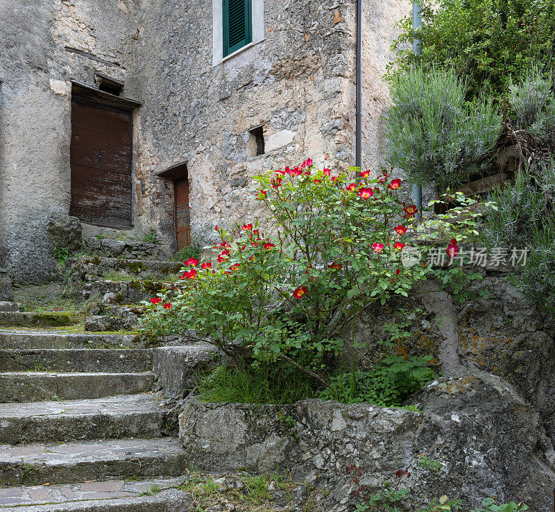 古老的角落里玫瑰花丛在Cervara di Roma，拉齐奥意大利